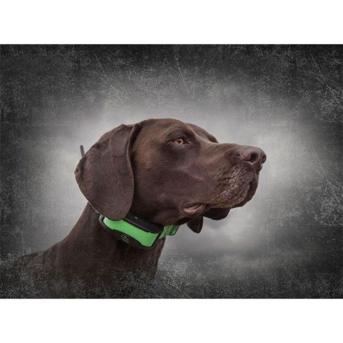 4 collares de localización GPS SportDOG TEK 1.5 + mando a distancia